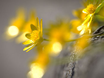 Close-up of yellow flowering plant