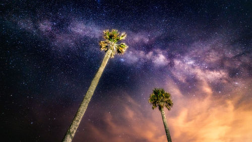 Low angle view of palm tree against sky at night