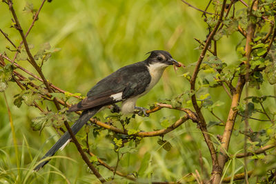 Bird perching on a tree