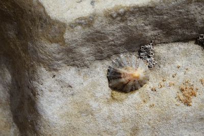 Close-up of jellyfish