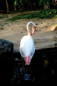 Close-up of swan on lake
