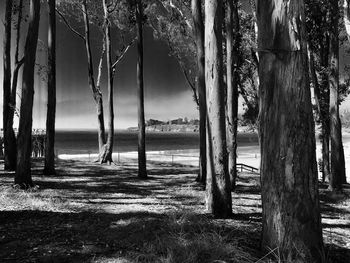 Trees on landscape with sea in background