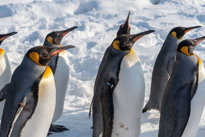 View of birds on snow