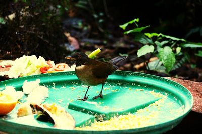 Close-up of bird perching on a plate