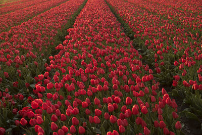 Full frame shot of red flowers growing in field