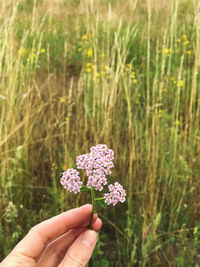 Close-up of hand holding flowering plant