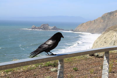 Bird perching on railing by sea against sky