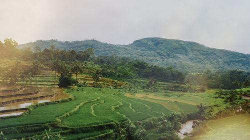 Scenic view of agricultural field against sky