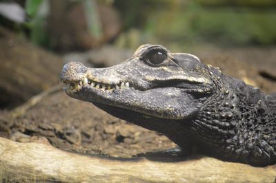 Close-up of lizard on land