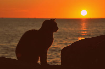 Silhouette dog on beach against orange sky