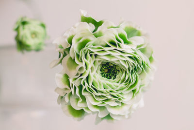 Close-up of rose bouquet against white background