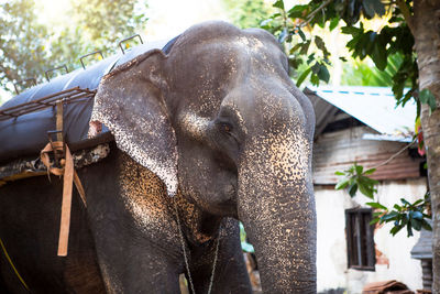Indian elephant in the jungle on a chain - entertainment for tourists, hard work on the 
