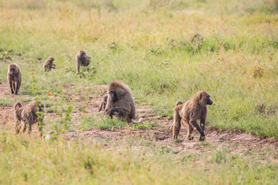 Monkeys on grassy field