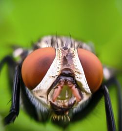 Close-up of insect