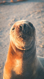 Close-up of sea lion