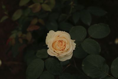 Close-up of rose plant