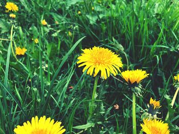 Close-up of yellow flowering plants on field