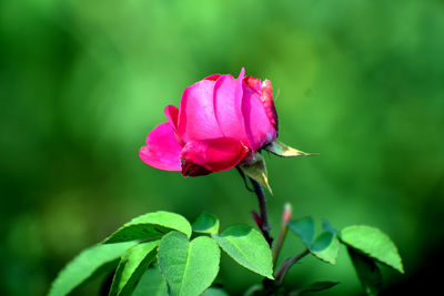 Close-up of pink rose