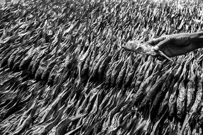 Cropped hand holding dried fish