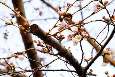 Low angle view of flower tree against sky