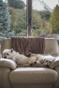 Dogs sleeping on sofa