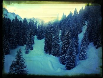 Bare trees in snow covered landscape