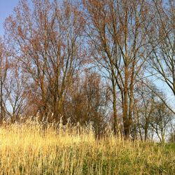 Trees on grassy field
