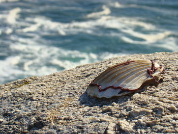 Close-up of crab on beach