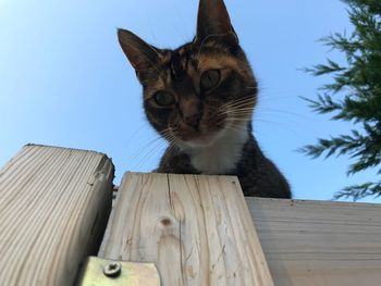 Low angle view of cat sitting on wood against sky