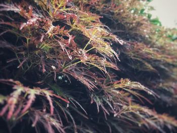 Close-up of fresh green leaves