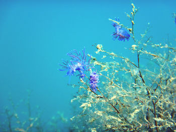 Purple flowering plant in sea