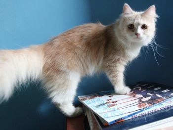 Portrait of cat standing on books by blue wall at home