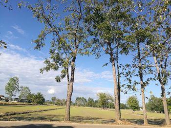 Trees on landscape against blue sky