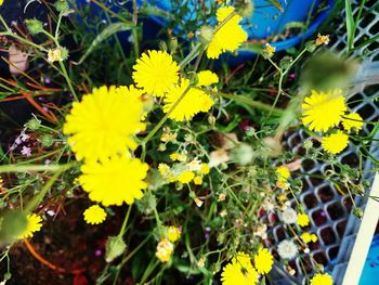 Close-up of yellow flowering plants