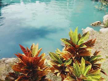 High angle view of plants by lake