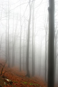 Bare trees in forest