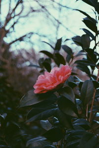 Close-up of pink flowering plant