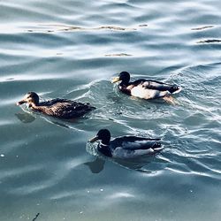 High angle view of ducks swimming in lake