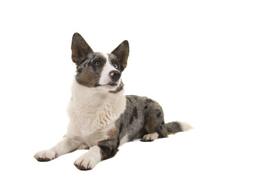 Portrait of a dog over white background