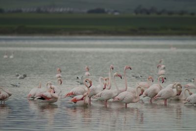 Flamingo birds in a salt lake