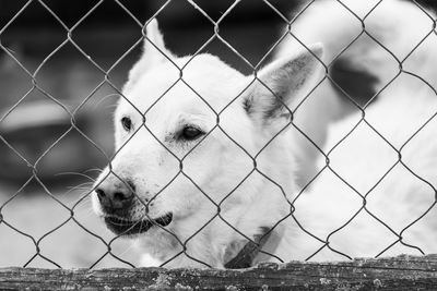 Close-up of dog seen through chainlink fence