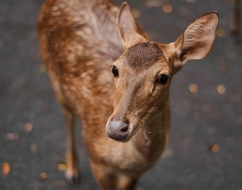 Close-up portrait of deer