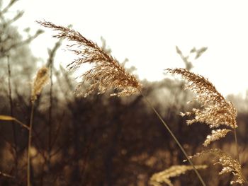 Close-up of stalks against the sky