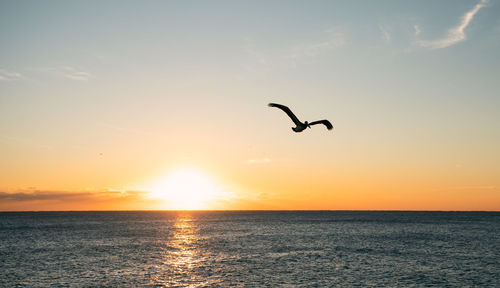 Pelican flying over sea during sunset