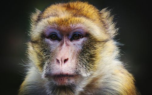 Close-up portrait of monkey