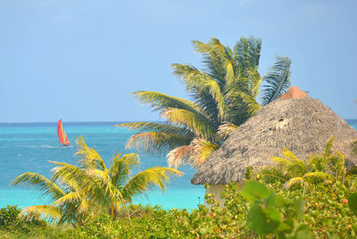 Palm tree by sea against clear sky