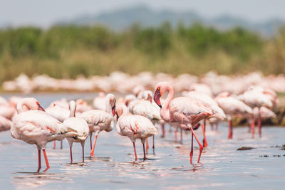 Flamingo in lake