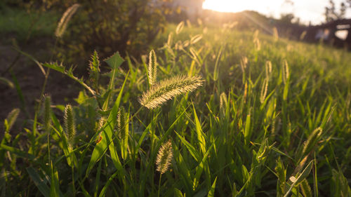 Close-up of stalks in field