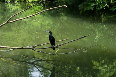 Bird perching on a tree