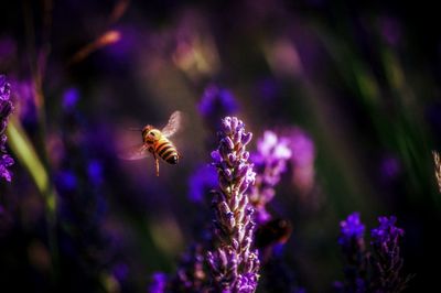 Close-up of bee pollinating on lavender